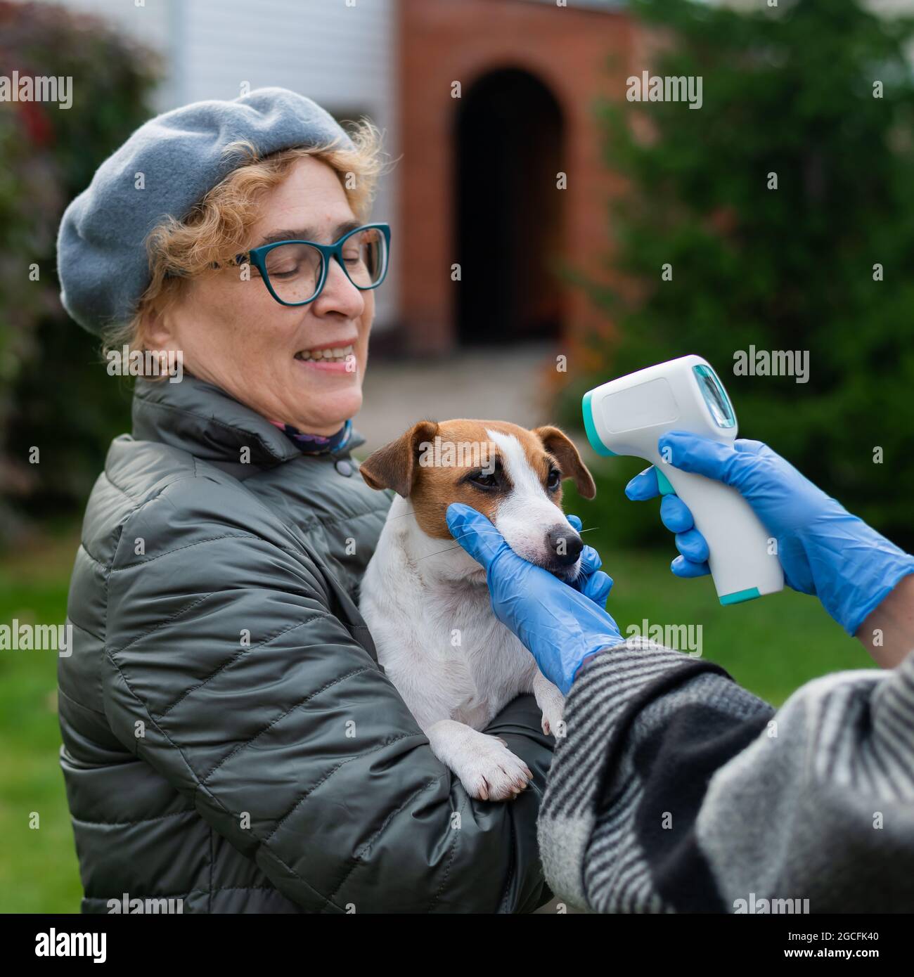 The veterinarian measures the temperature of the dog with a noncontact
