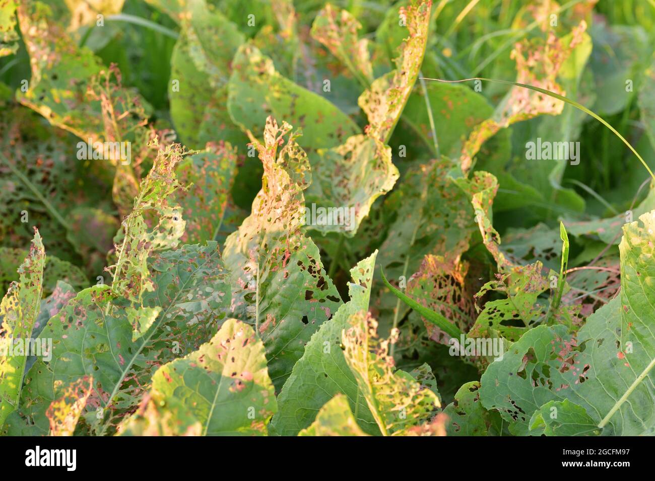 Wild horseradish gliding among the clover in the light of the setting sun. Stock Photo