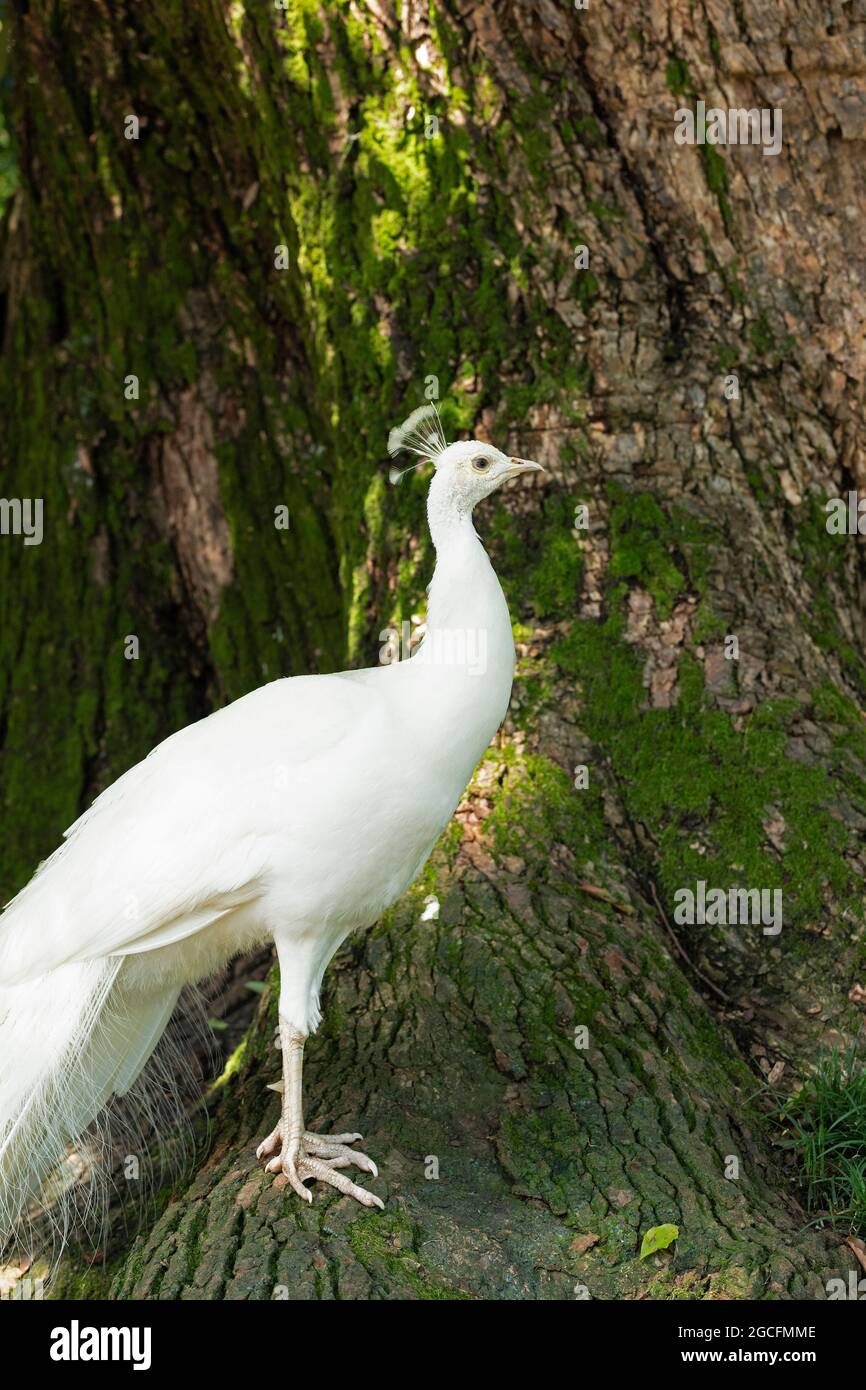 white peafowl, Isola Madre, Stresa, Lake Maggiore, Piedmont, Italy Stock Photo