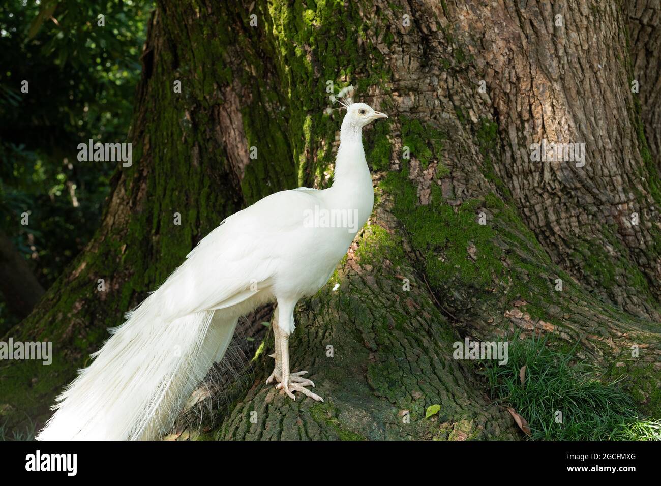 white peafowl, Isola Madre, Stresa, Lake Maggiore, Piedmont, Italy Stock Photo