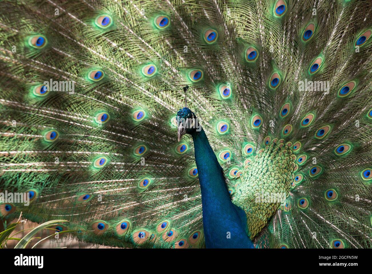 Closeup of a male peacock or Indian peafowl with tail fan open,   Smithsonian National Zoological Park, Washington, DC, USA Stock Photo
