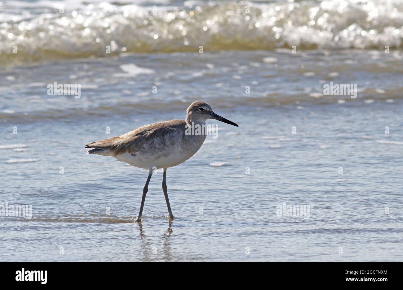 A shorebird called a willet wading in ocean surf. Stock Photo