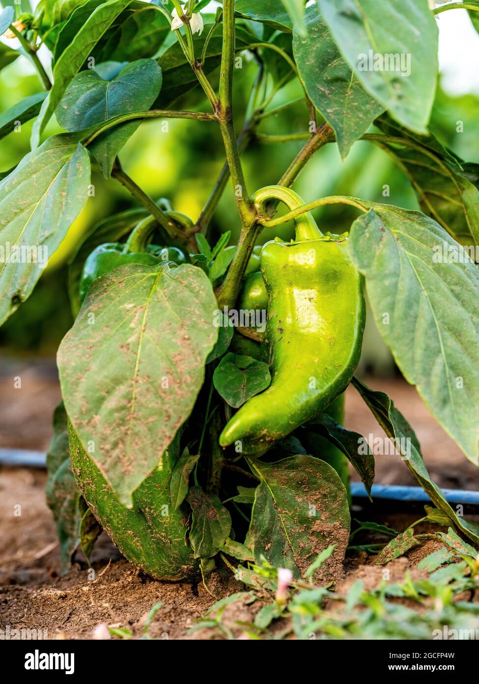 Green pepper plants at agricultural field Stock Photo Alamy