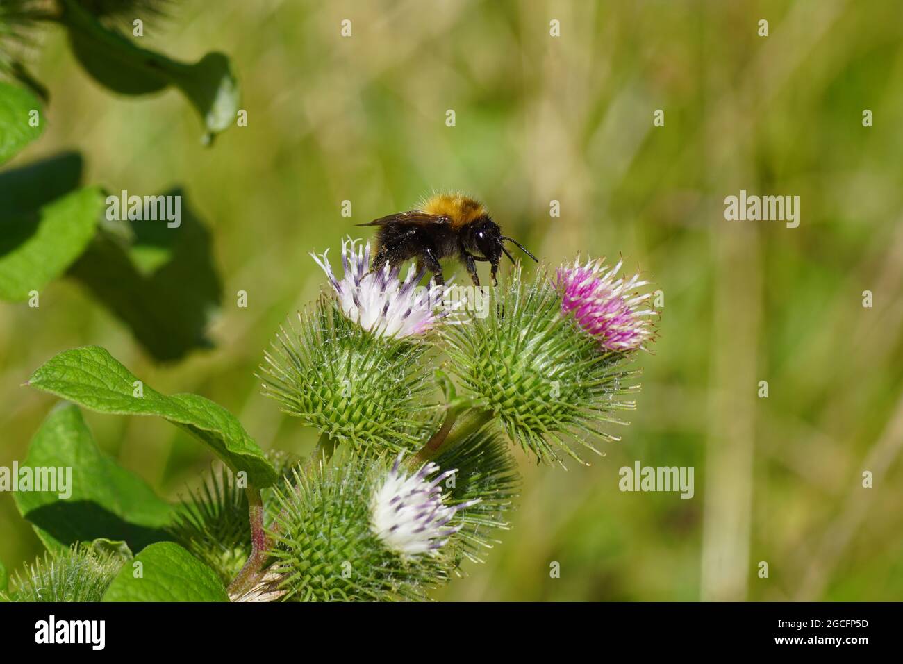 Flowering lesser burdock (Arctium minus), family Asteraceae and a common carder bee (Bombus pascuorum),  family Apidae. Summer, august, Netherlands. Stock Photo