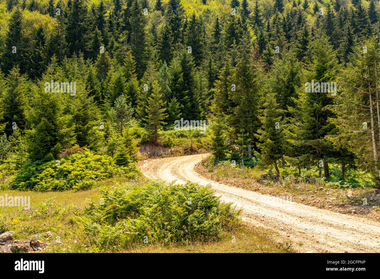 Animals graze in the wonderful highlands of the Black Sea with its green nature, Gumushane, Turkey Stock Photo