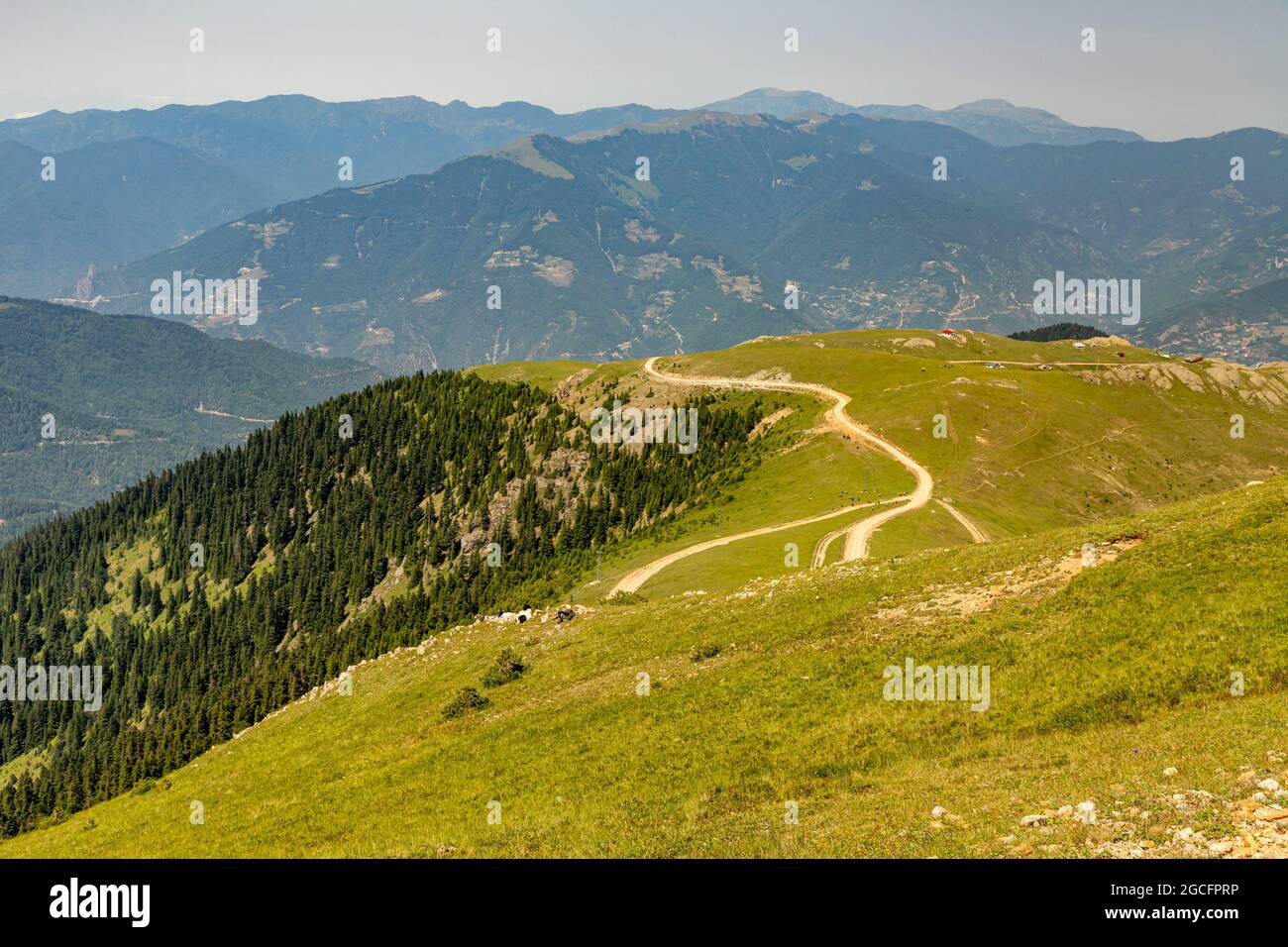 Animals graze in the wonderful highlands of the Black Sea with its green nature, Gumushane, Turkey Stock Photo