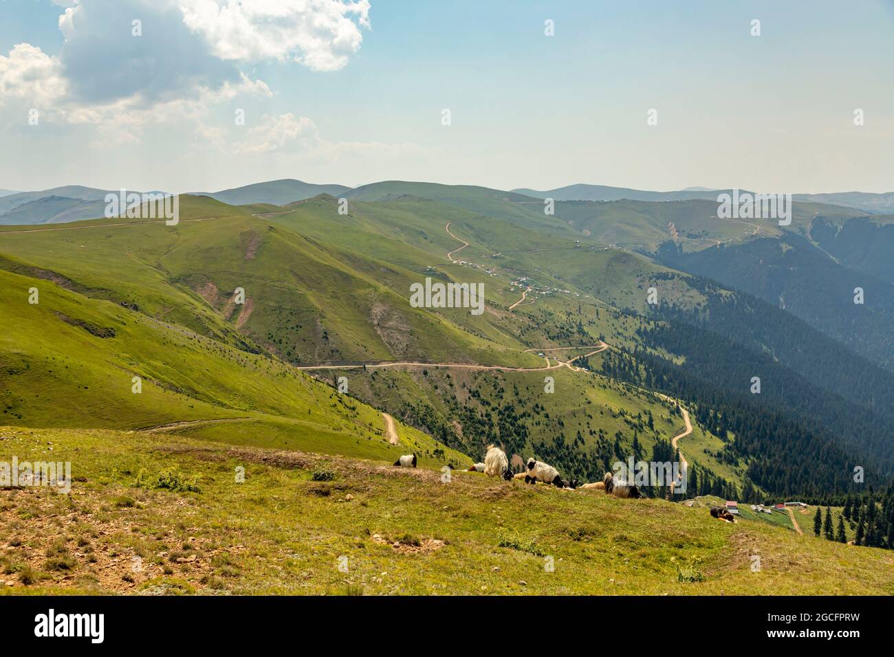 Animals graze in the wonderful highlands of the Black Sea with its green nature, Gumushane, Turkey Stock Photo