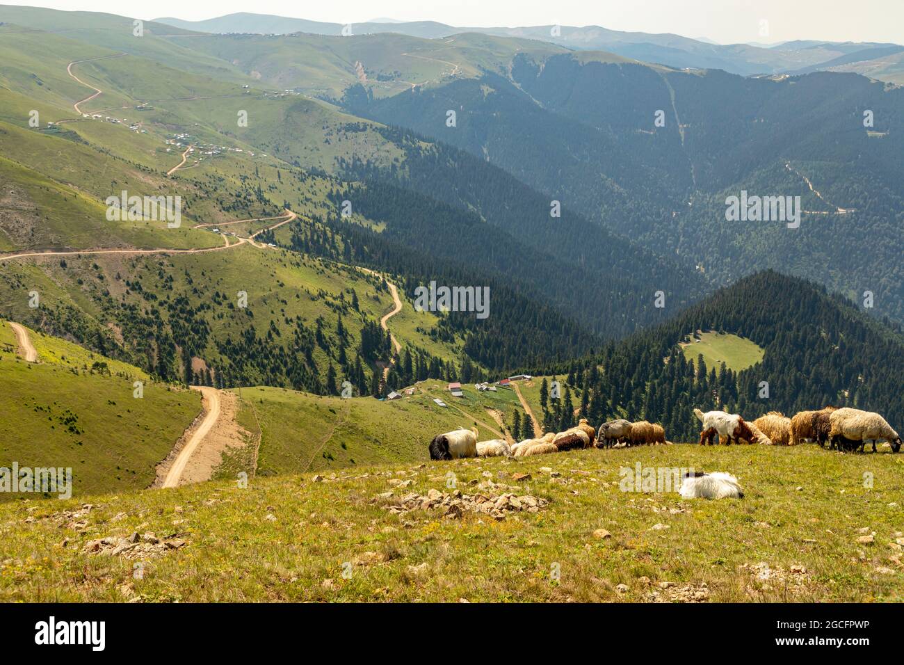 Animals graze in the wonderful highlands of the Black Sea with its green nature, Gumushane, Turkey Stock Photo