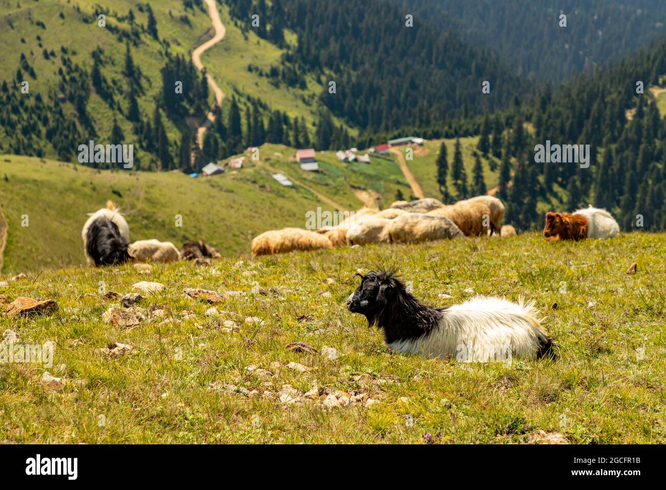 Animals graze in the wonderful highlands of the Black Sea with its green nature, Gumushane, Turkey Stock Photo