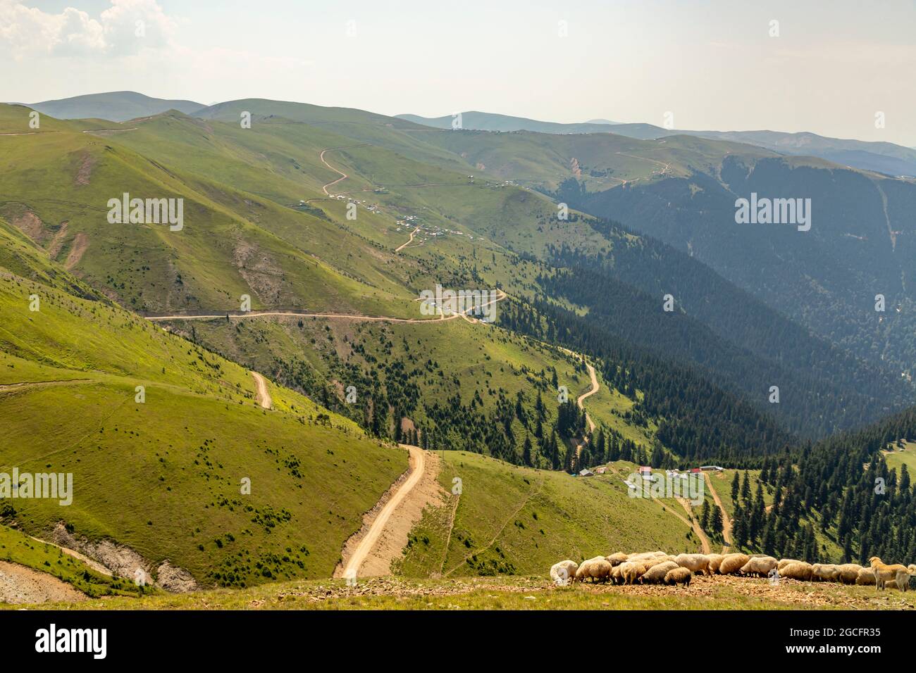 Animals graze in the wonderful highlands of the Black Sea with its green nature, Gumushane, Turkey Stock Photo