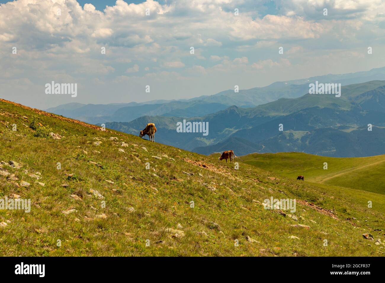 Animals graze in the wonderful highlands of the Black Sea with its green nature, Gumushane, Turkey Stock Photo