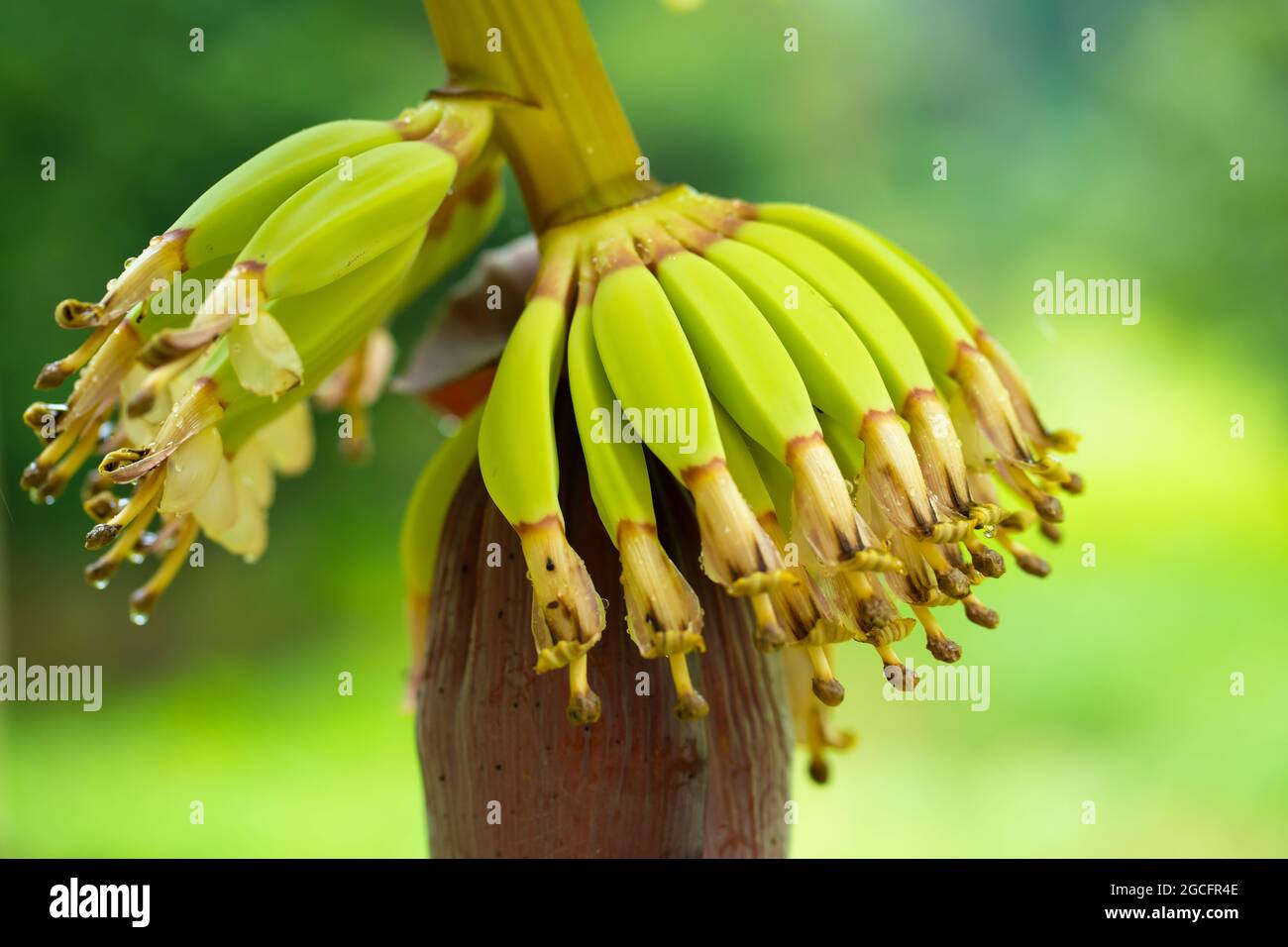 Small green banana fruit on a tree in the jungle Stock Photo Alamy