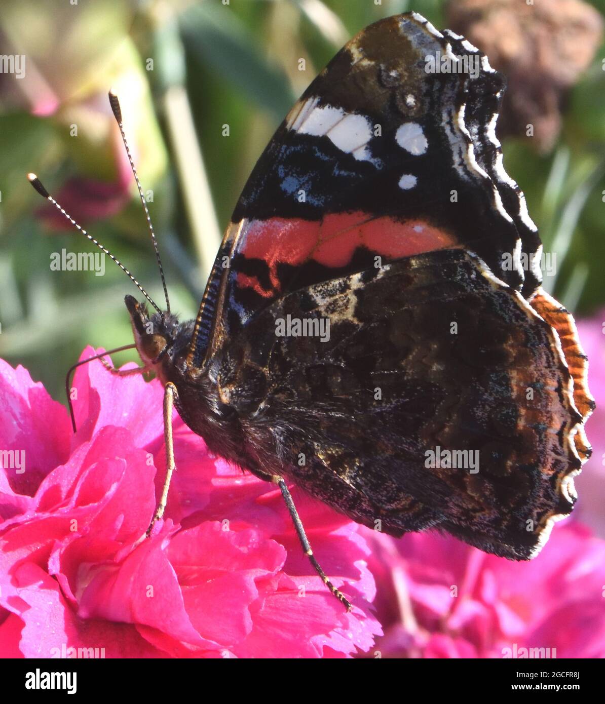 A red admiral butterfly (Vanessa atalanta) sucks nectar from a garden pink flower. Bedgebury Forest, Kent, UK. Stock Photo
