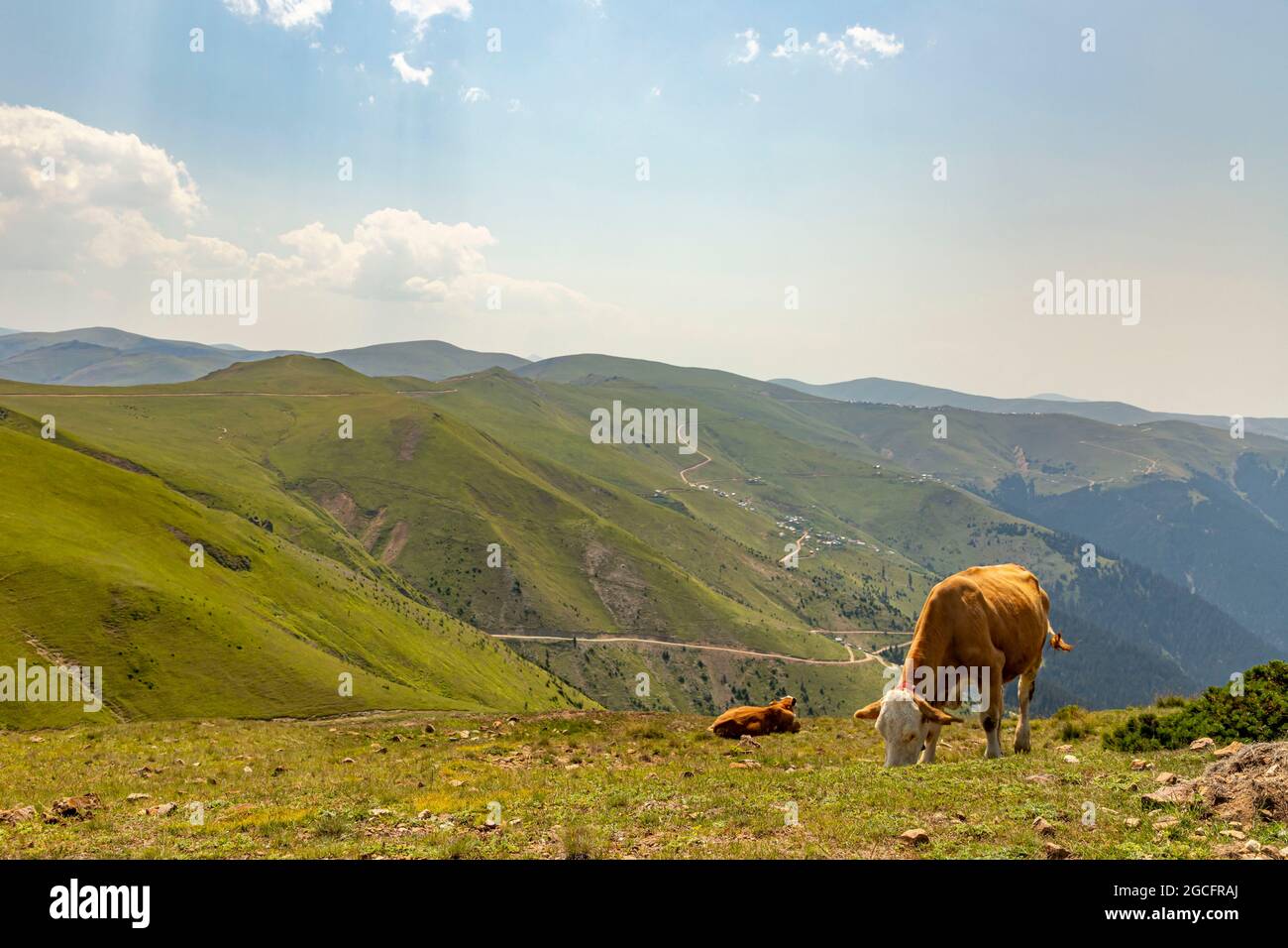 Animals graze in the wonderful highlands of the Black Sea with its green nature, Gumushane, Turkey Stock Photo