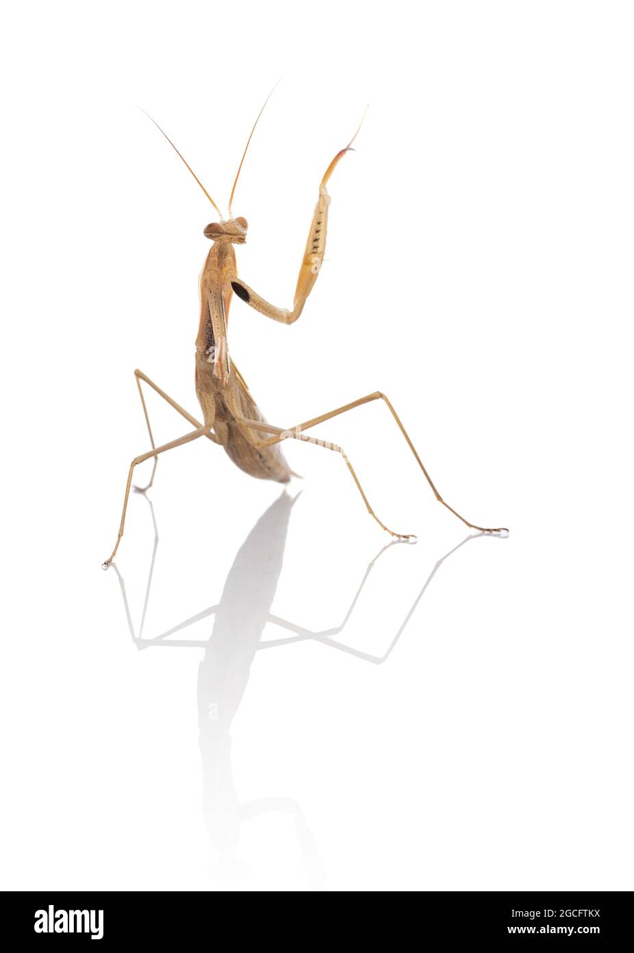 Juvenile praying mantis (Mantis religiosa) on a white background Stock