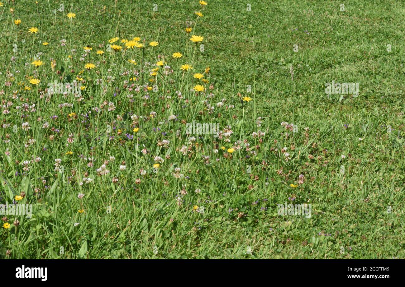 A patch of lawn left uncut for a few weeks in mid-summer to allow wild flowers to flourish and provide nectar and pollen for insects. Stock Photo