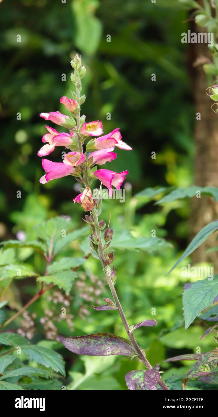 pink doc marten boots