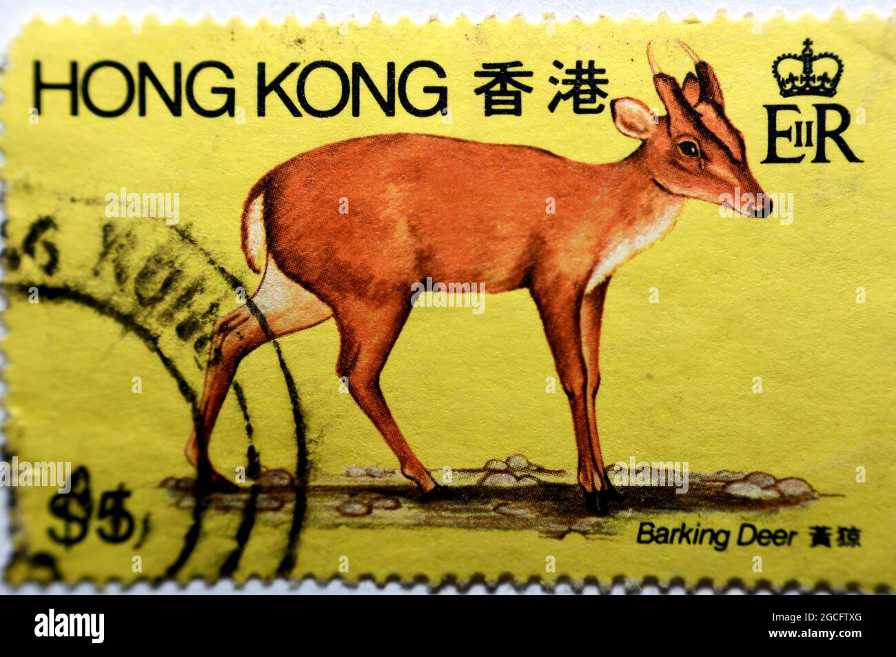 An old used postage stamp printed in Hong Kong China shows barking deer also called rib-faced deer and muntjac lives in southern China, vintage retro, Stock Photo