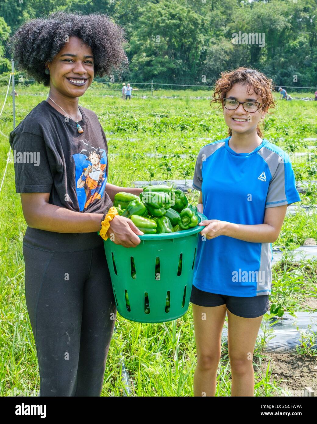 Volunteers working on a large vegetable farm in central Massachusetts