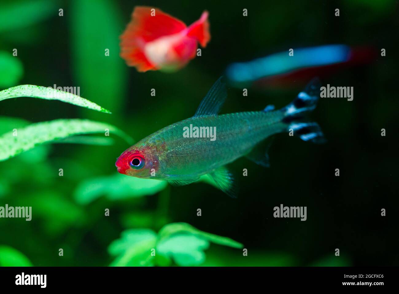 rummy-nose tetra fish (Hemigrammus rhodostomus) Stock Photo