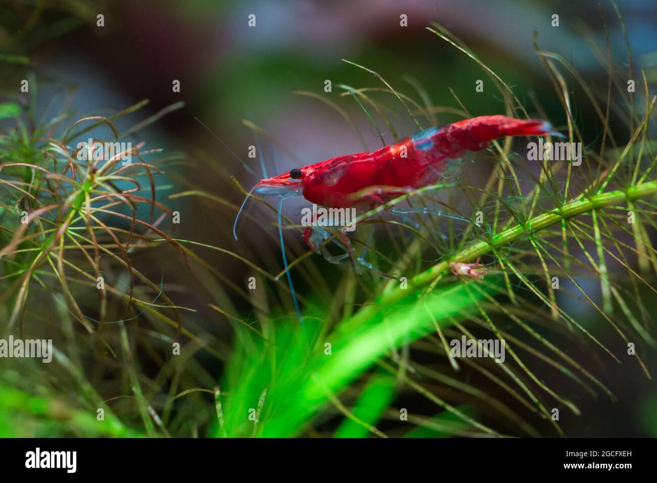 Neocaridina davidi, Red Rili pattern Shrimp Stock Photo