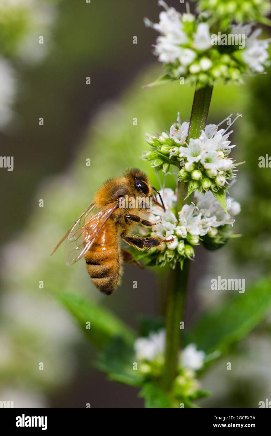 Honeybee in menthe flower Stock Photo