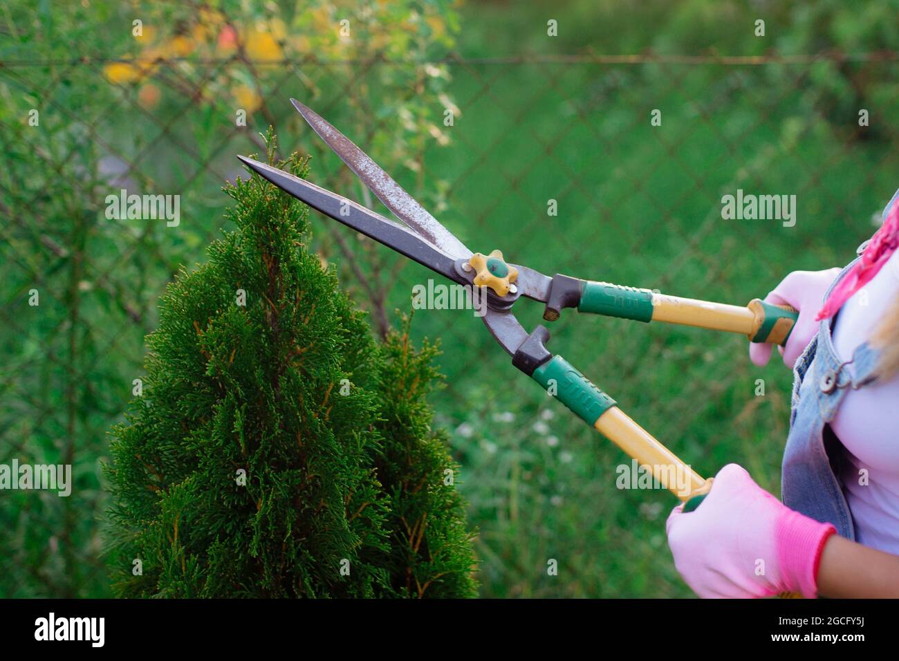 Gardener. A woman with scissors trim the bushes from the garden Close