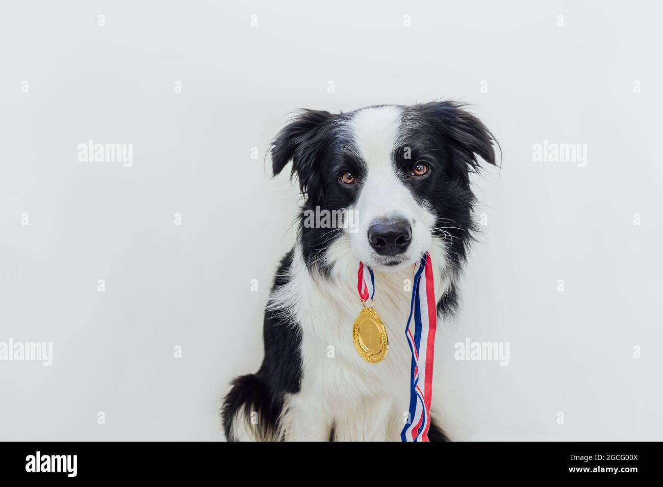Puppy dog border collie holding winner or champion gold trophy medal in mouth isolated on white background. Winner champion funny dog. first Stock Photo - Alamy