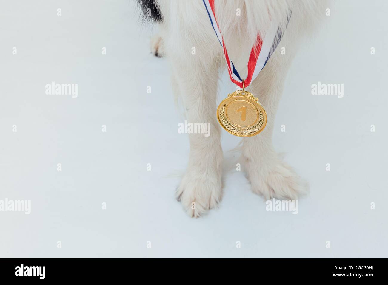 Puppy dog pwas border collie with winner or champion gold trophy medal  isolated on white background. Winner champion dog. Victory first place of  Stock Photo - Alamy