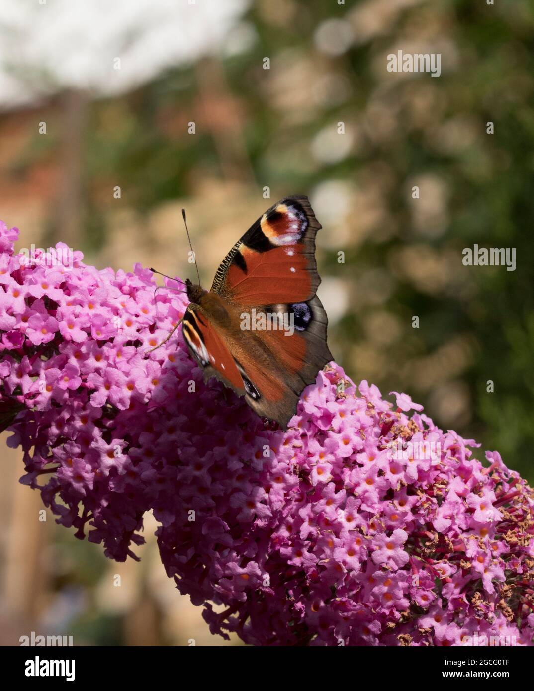 Peacock butterfly on pink buddleja davidii hi-res stock photography and ...