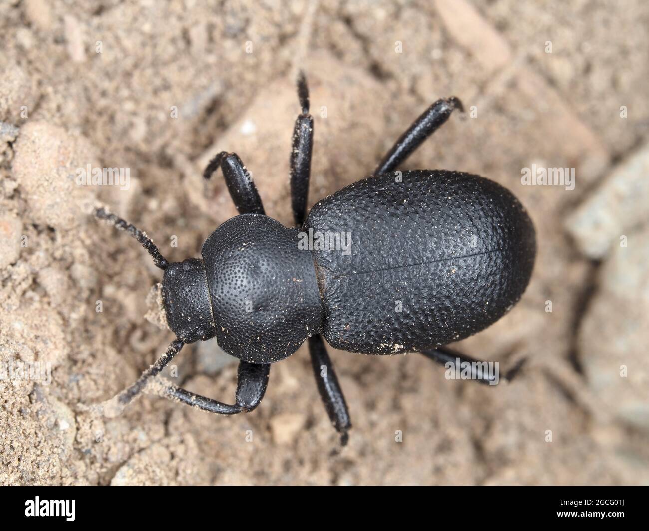 Darkling beetle (Tenebrionidae), probably Blapylis sp. or Iphthiminus sp. Stock Photo