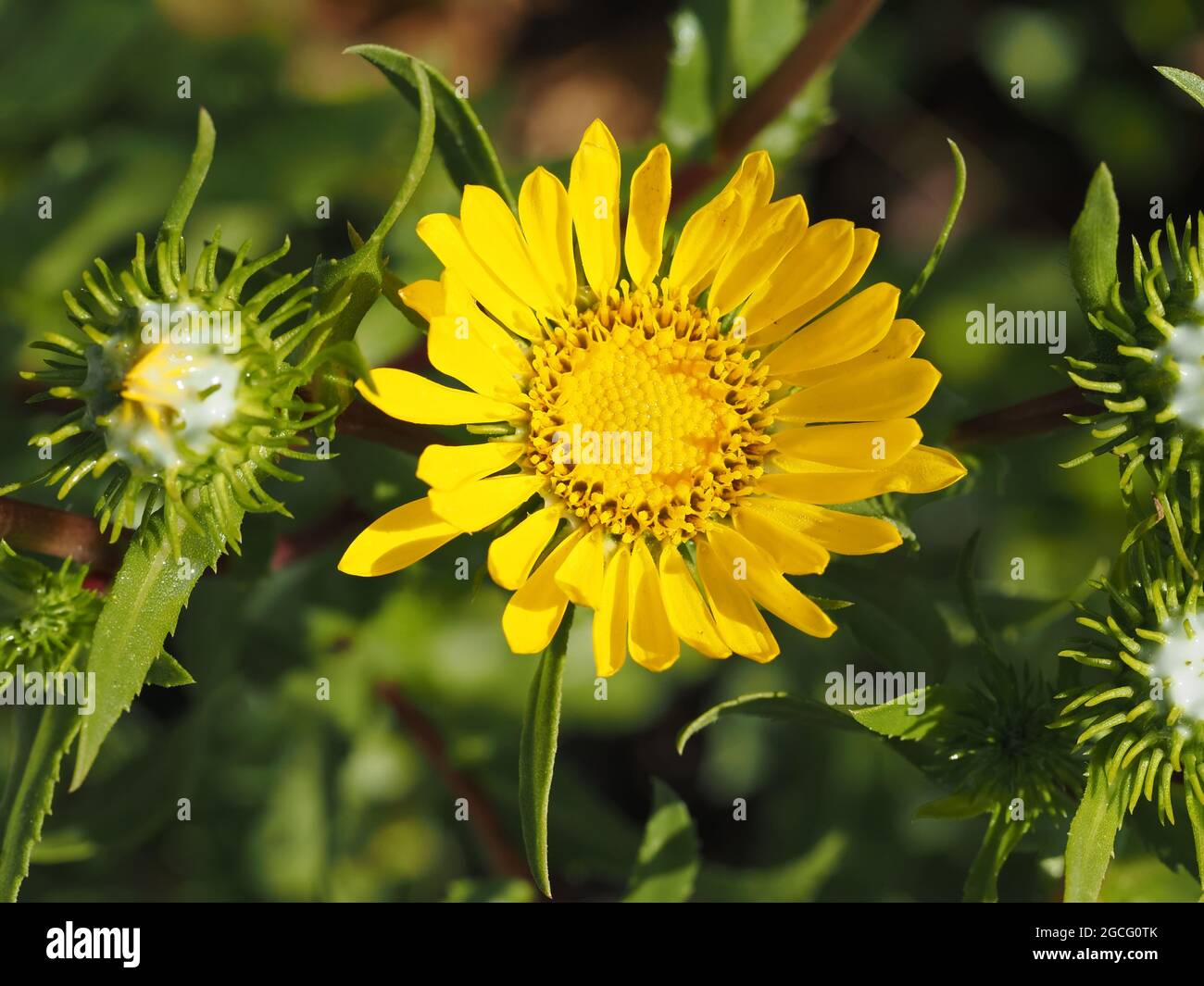 Gumweed, possibly Grindelia integrifolia, in Washington state, USA Stock Photo