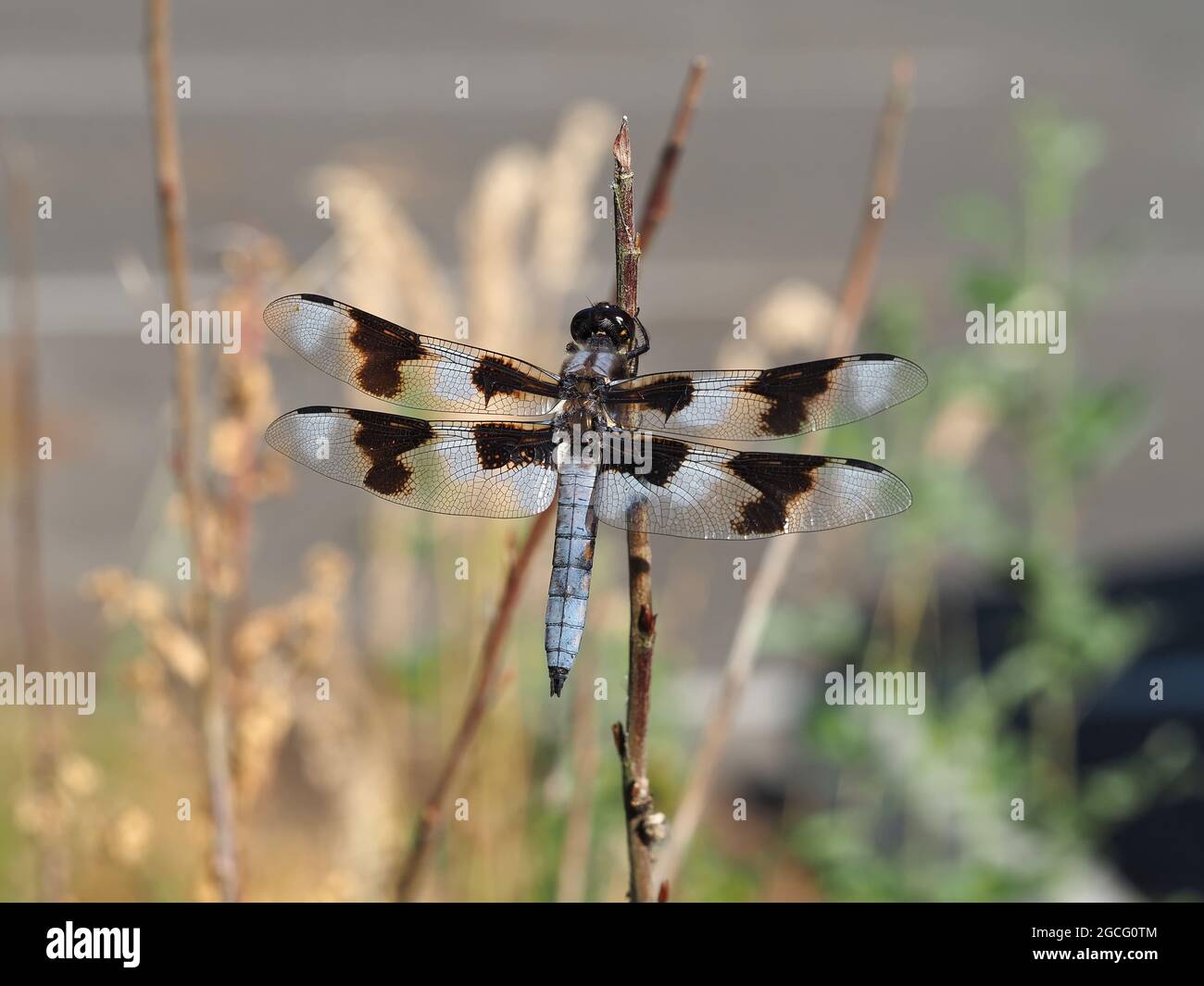 Libellula forensis - Eight-spotted Skimmer dragonfly Stock Photo