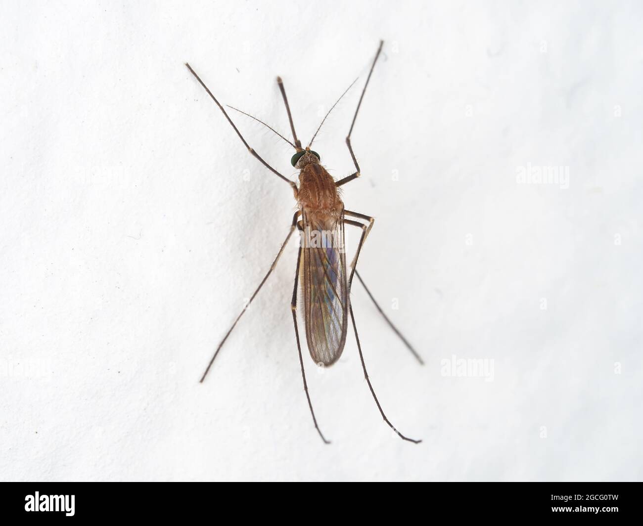 Mosquito on the wall in Washington state, USA - likely Culex pipiens Stock Photo