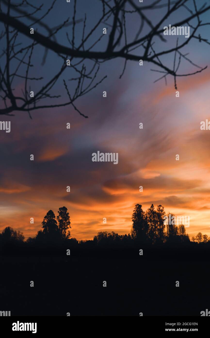 A vertical shot of tree silhouettes under a cloudy sky during the ...
