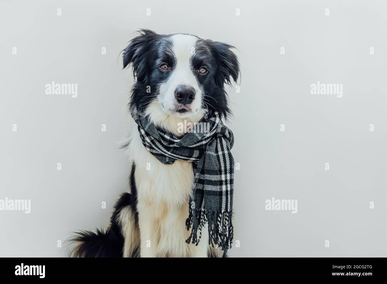 Border Collie Stock Photo - Download Image Now - Dog, White Background, Border  Collie - iStock