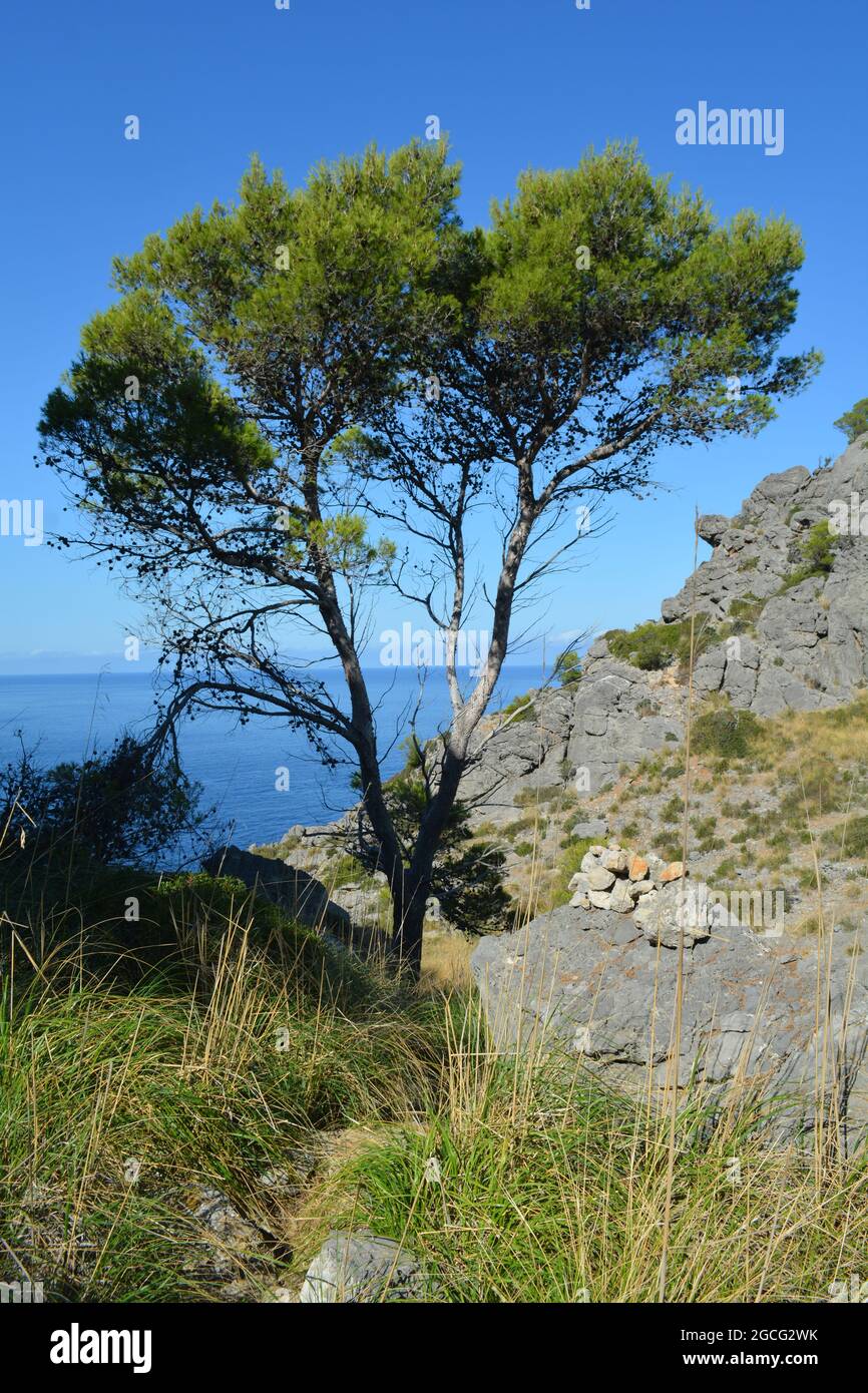 Tree on the coast near Son Augustinus on a hiking trail to Port de Sóller, Mallorca, Spain Stock Photo