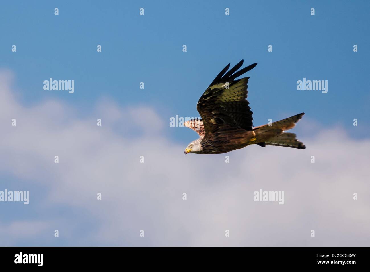 Red Kite, in flight Stock Photo