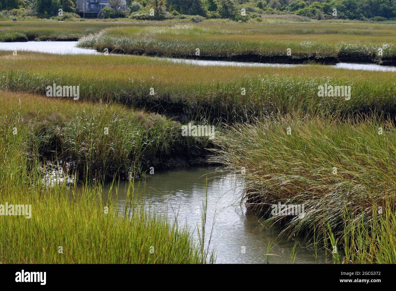 Expansive view of salt marsh grasses from the Bass Hole boardwalk at
