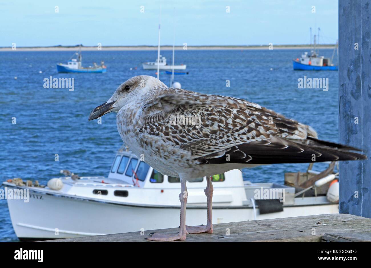 Chatham fish pier hires stock photography and images Alamy
