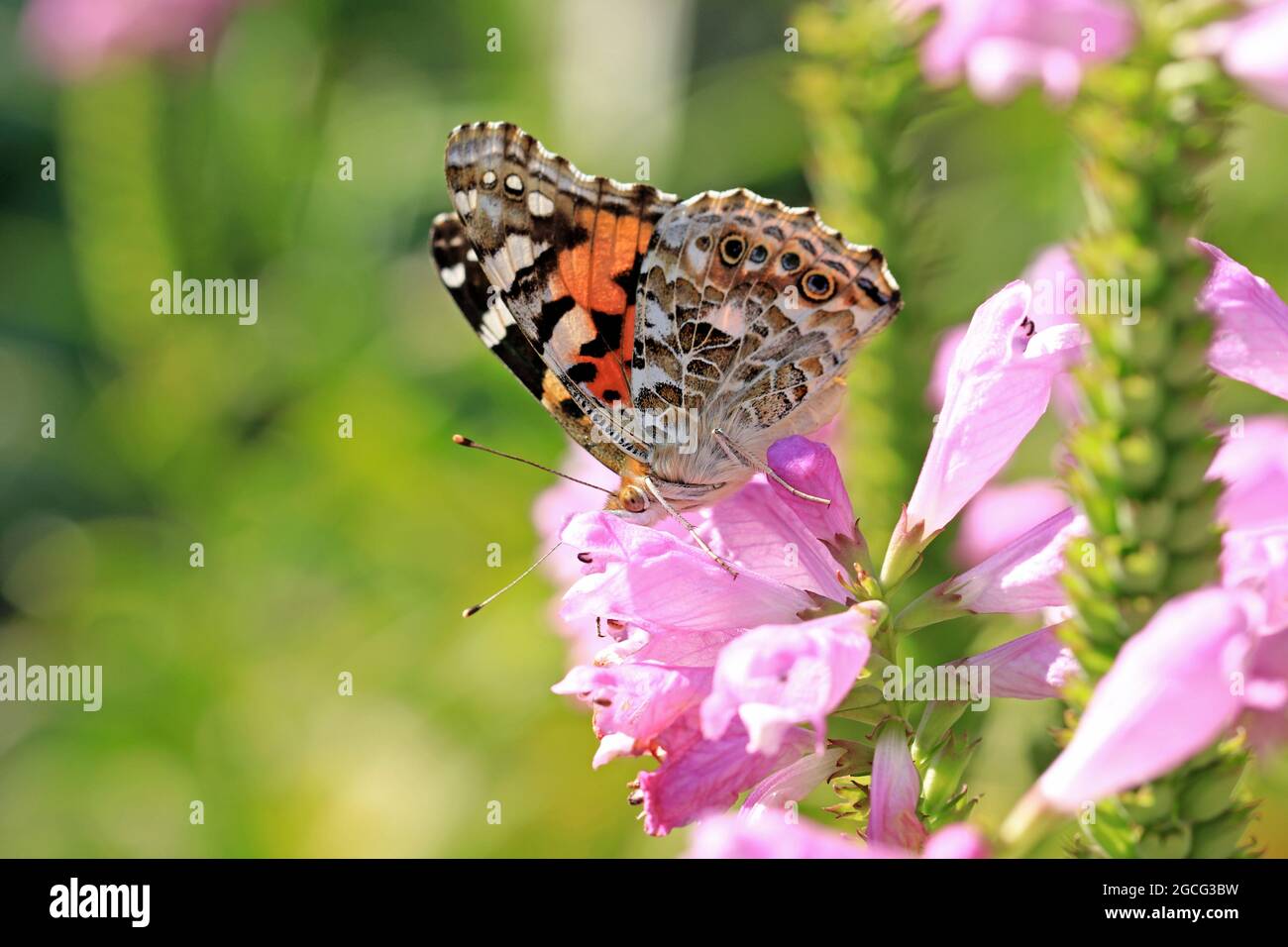 Close-up of a Painted lady butterfly (Vanessa cardui) pollinating a False Dragonhead flower (Physostegia virginiana) Stock Photo