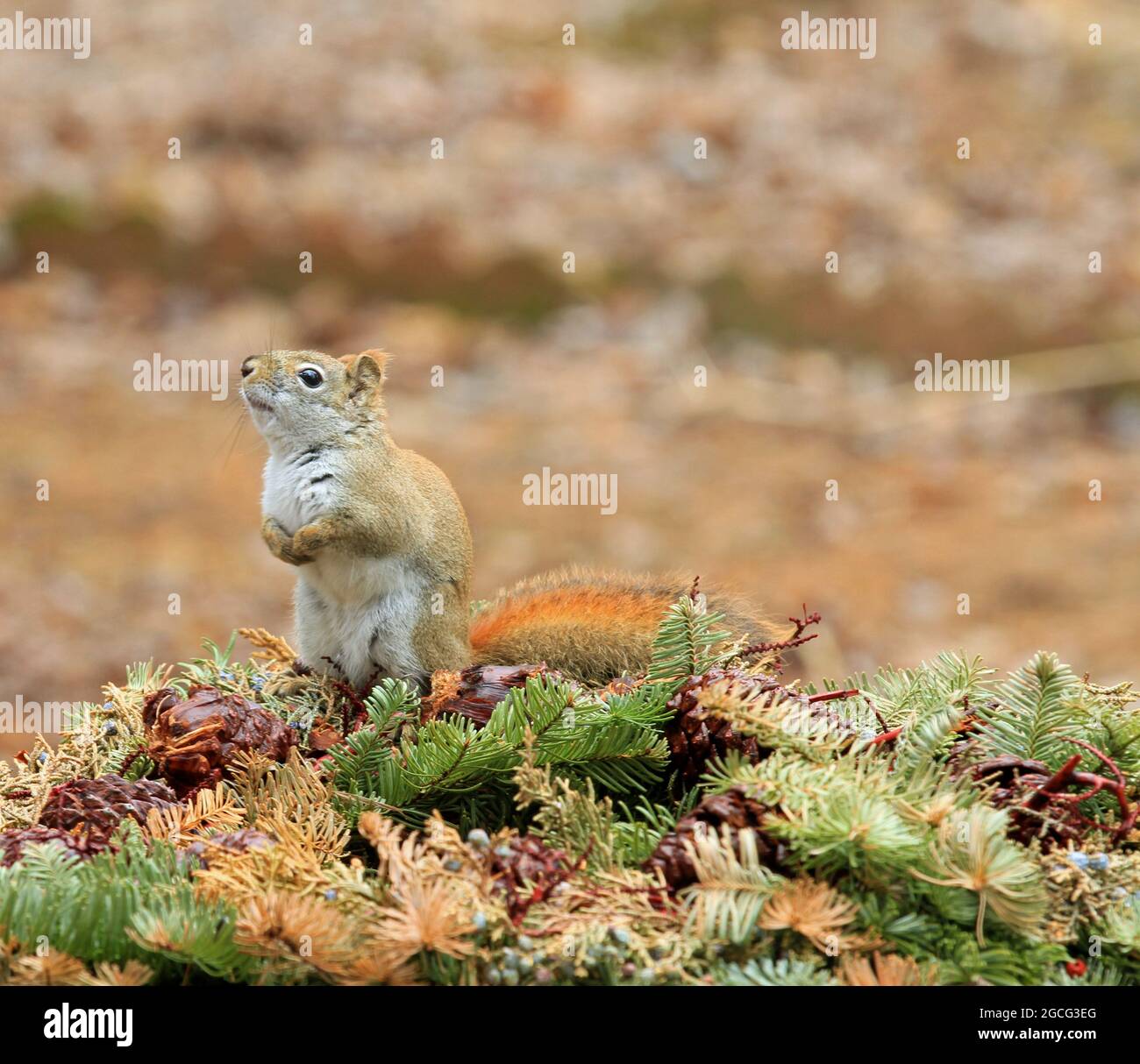 An alert North American red squirrel (Tamiasciurus hudsonicus) sitting up in a New England backyard on a Spring day Stock Photo