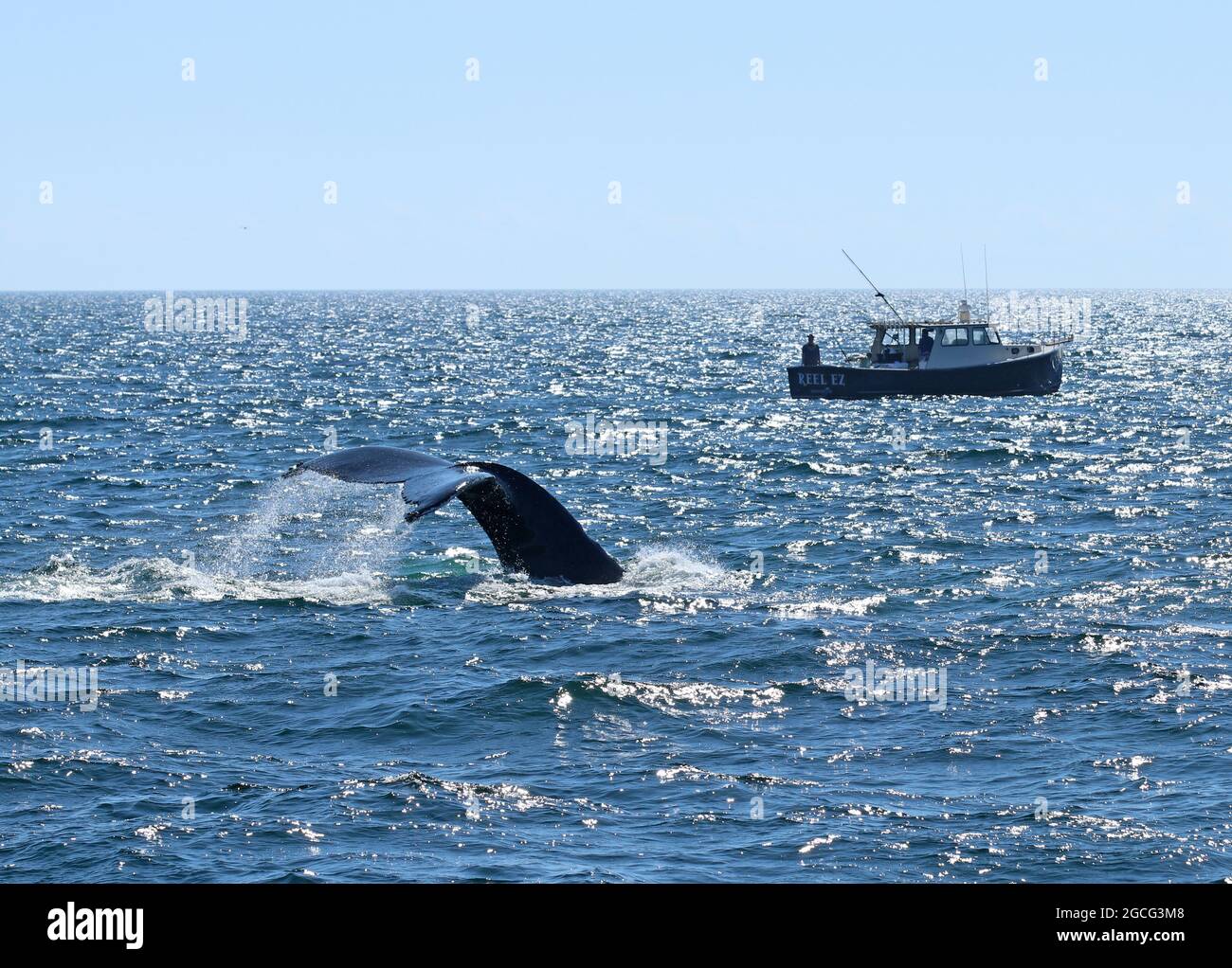 A small fishing boat in the background as a humpback whale (Megaptera novaeangliae) dives off the Cape Cod coast in the North Atlantic Ocean Stock Photo