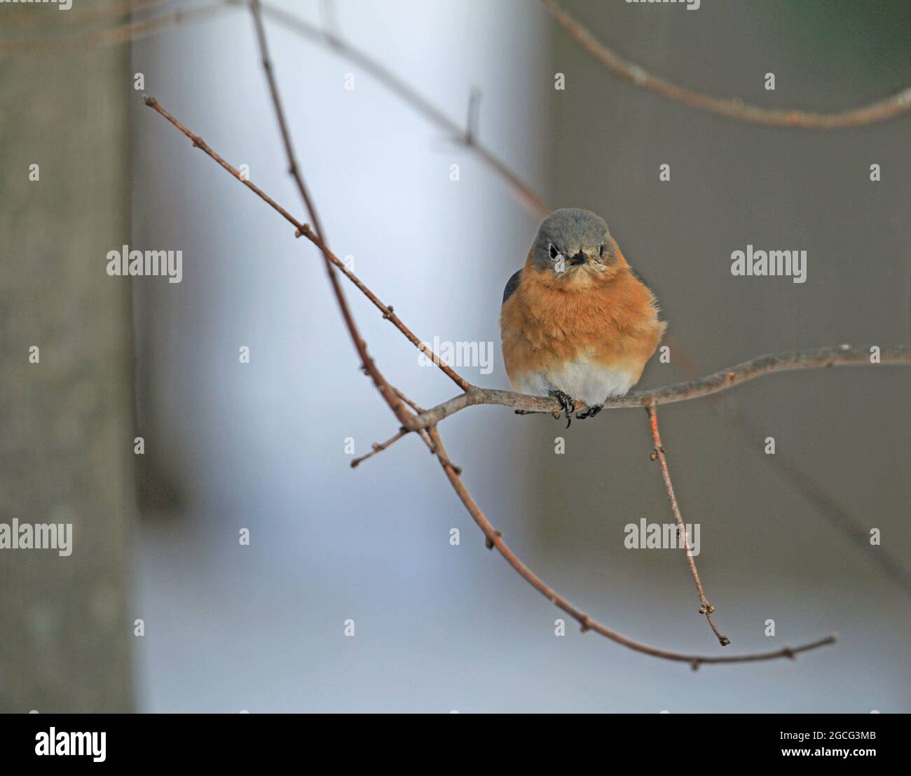 A female Eastern bluebird (Sialia sialis) perched on a branch of a maple tree during a New England winter Stock Photo