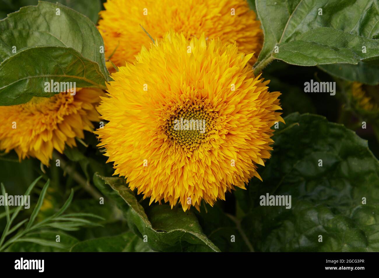 Blooms of sunflower Teddy bear. Stock Photo