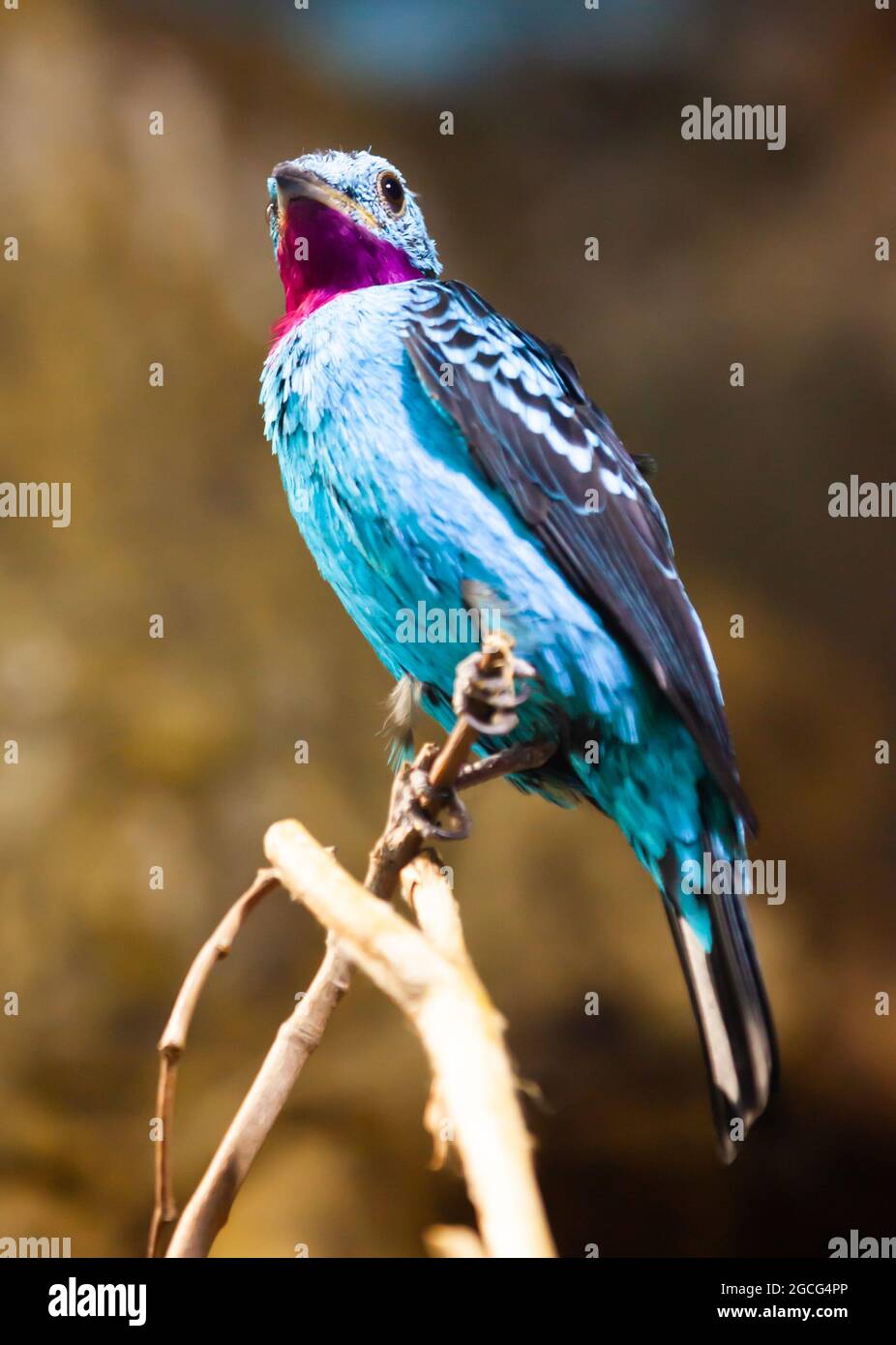 Spangled Cotinga with red and blue feathers Stock Photo