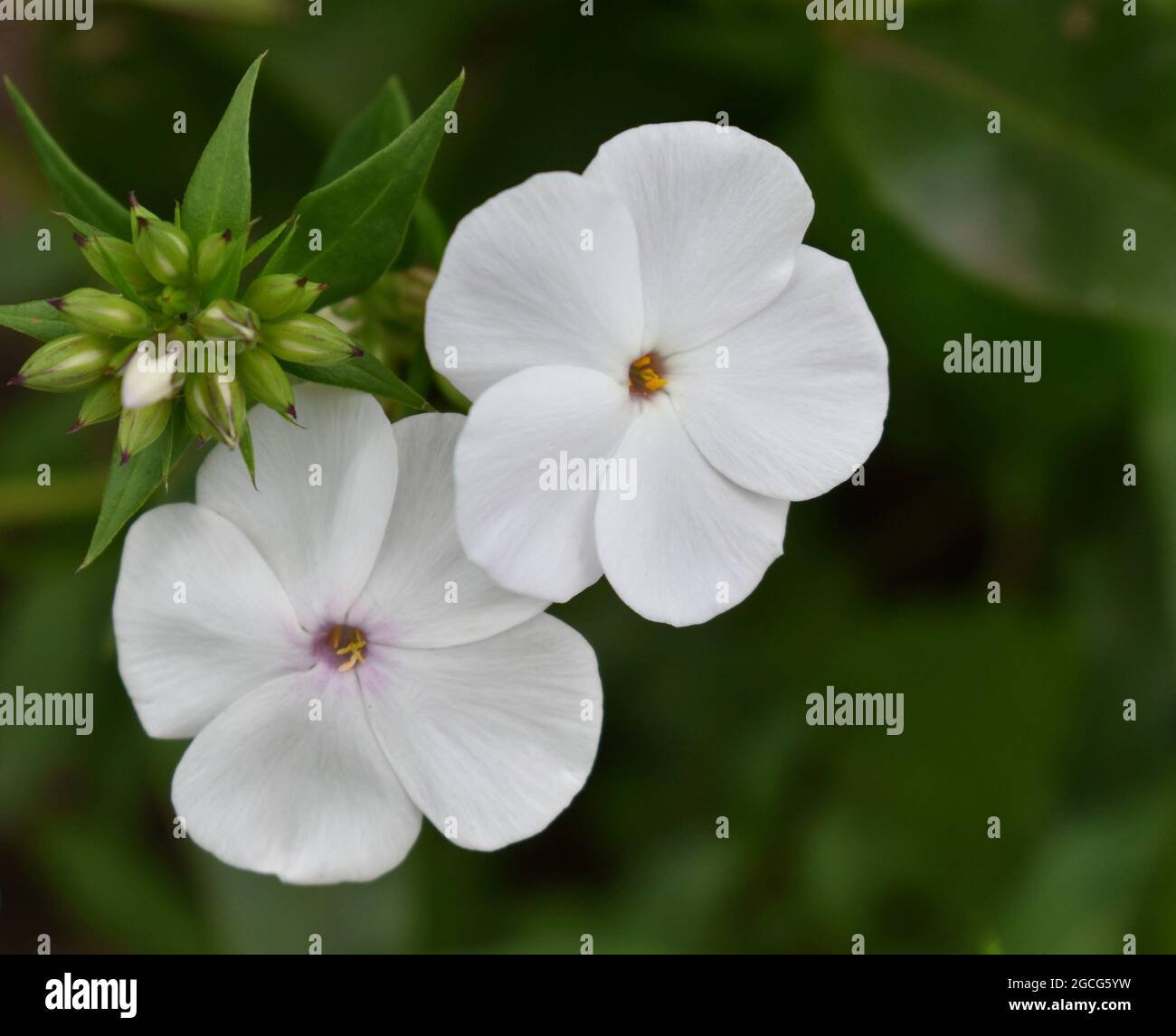 Two white Phlox flowers and buds. Stock Photo