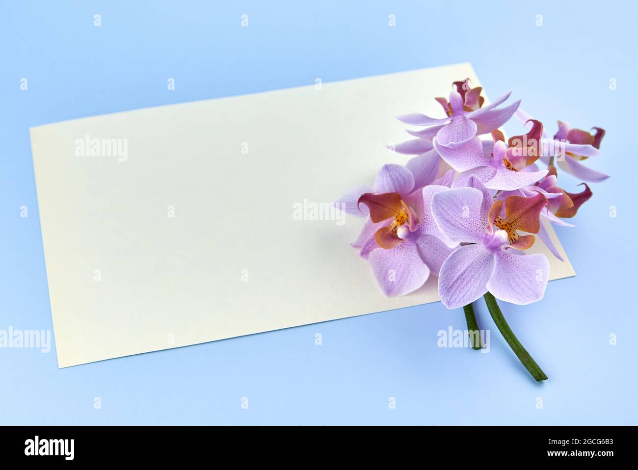 Blank paper with orchids on a blue background, copy space. Stock Photo