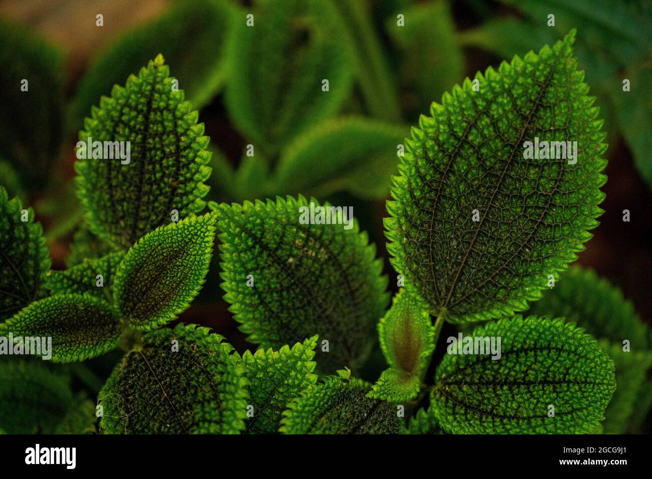 A closeup of pilea mollis leaves in a garden under the lights with a blurry background Stock Photo
