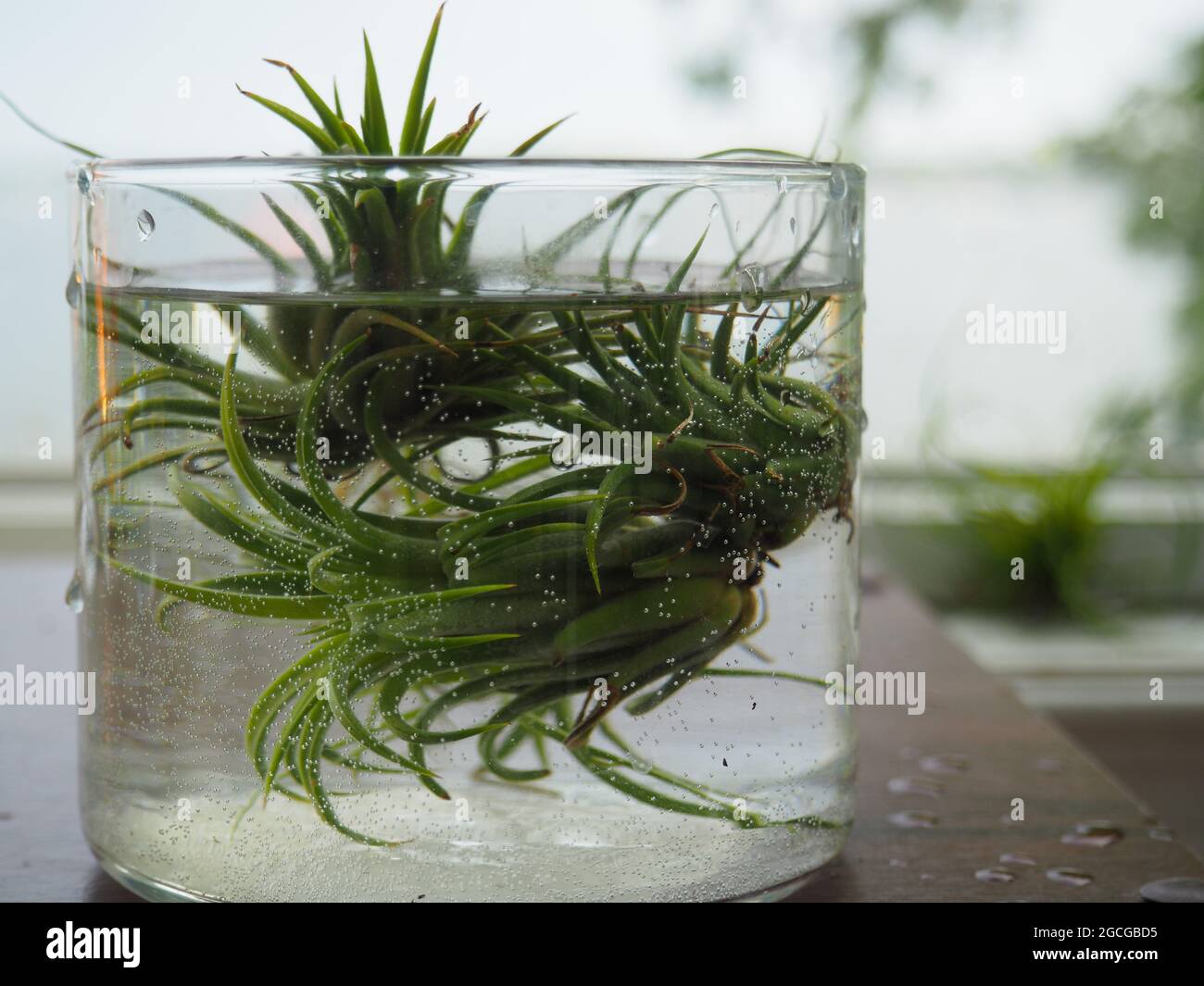 Air Plant Soaking in a Bowl of Water Stock Photo - Alamy
